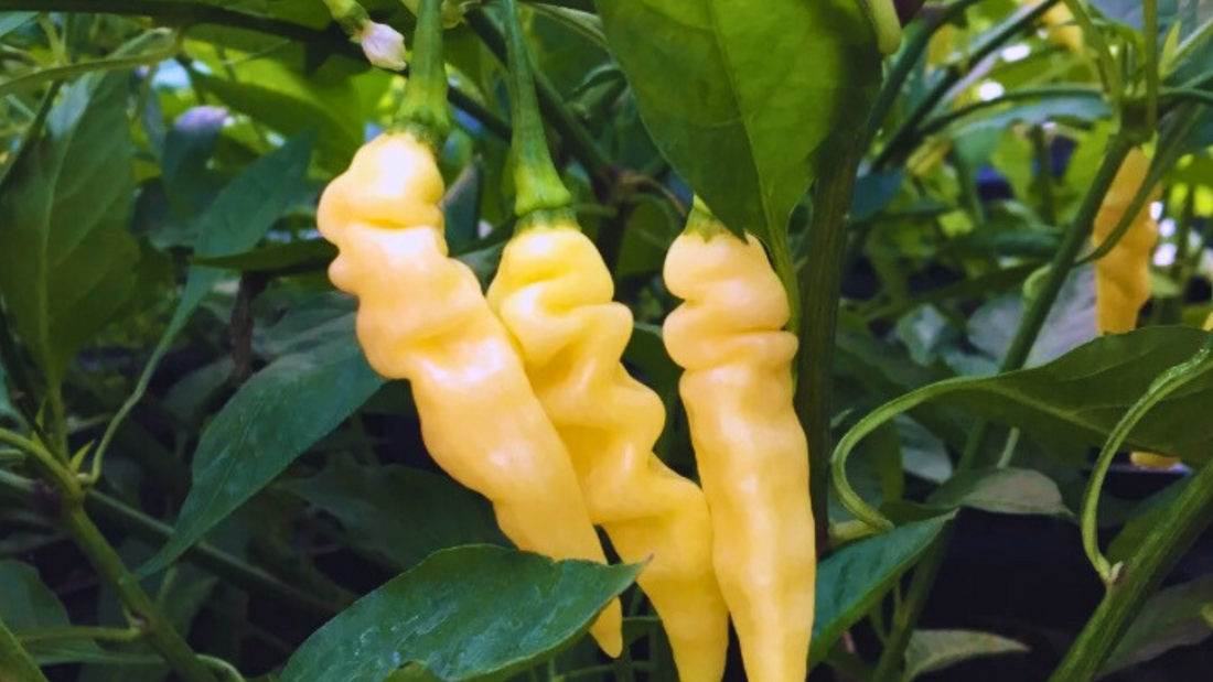 Introducing the Exquisite Murupi  Pepper: A Taste of the Amazon!